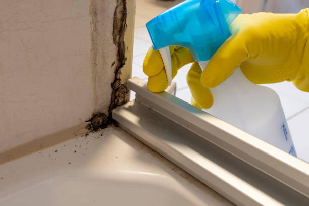 Why You Should Choose Our Mold Remediation Services in Kincheloe, MI